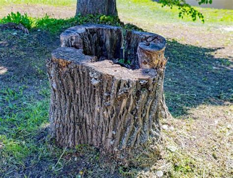 Stump Removal Services Kinnucan Tree Experts And Landscape Company