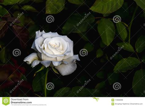 White Rose Backdrop With Soft Light Stock Photo Image Of Light Wood