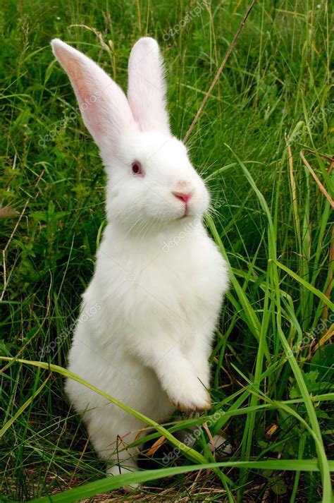 Cute White Rabbit Standing On Hind Legs — 图库照片©diuture＃3450891