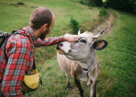 Human Cow Bilder Und Stockfotos Istock