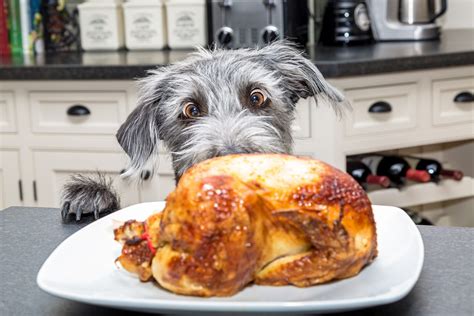 Can Dogs Eat Chicken Depend On Dogs