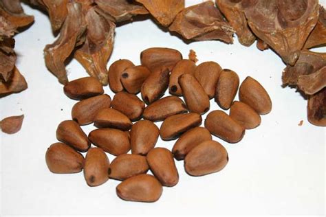 Korean Pine Nuts Lg Oikos Tree Crops
