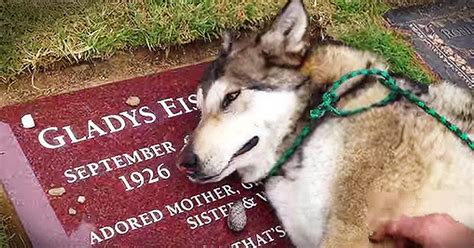 Heartbroken Dog Cries On Owners Grave Staff Picks