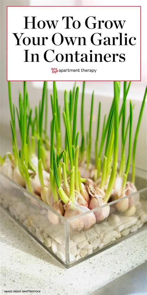 How To Grow Garlic At Home Planting Garlic In Pots Or In The Garden
