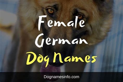 Ultimate List Of 100 Unique Female German Dog Names 2022