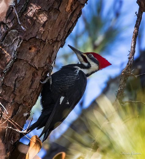pileated woodpecker - Piedmont Park Conservancy, Inc.