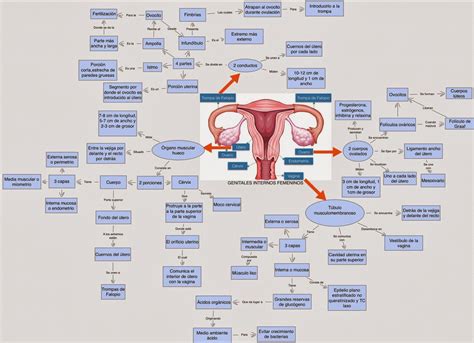 Portafolio De Ginecología And Obstetricia Anatomía Del Sistema