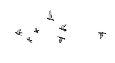 Flying Birds  Transparent