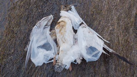 Dead Seagull Tangled In Plastic Bags Among Stock Footage Sbv 337386960