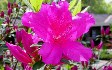 Formosa Azalea Is One Of The Best Of The Southern Indica Azaleas It