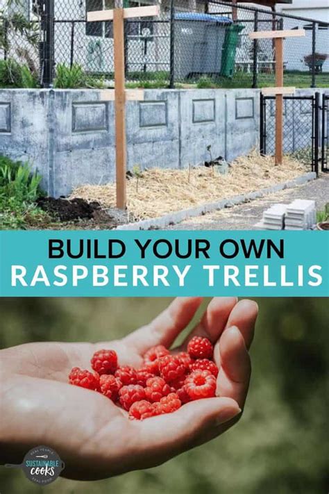 Raspberry Supports Build Raspberry Trellises Sustainable Cooks