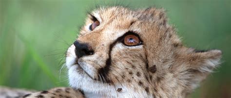 Cheetah African Wildlife Foundation