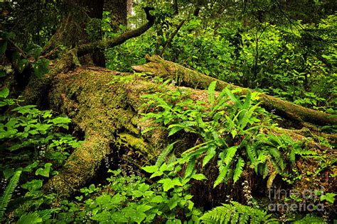 Lush Temperate Rainforest 2 Photograph By Elena Elisseeva