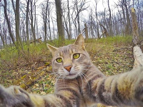 Kitty Takes Better Selfies Than Kim K