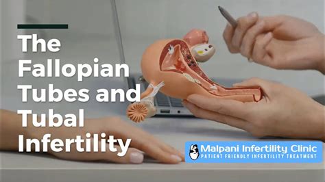The Fallopian Tubes And Tubal Infertility Youtube