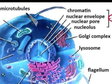 All organisms composed of cells and cell products. cell parts and functions - YouTube