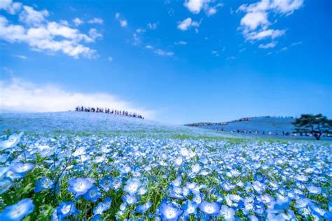 Hitachi Seaside Parks Autumn Kochia Fields Make A Vast Red Carpet｜the