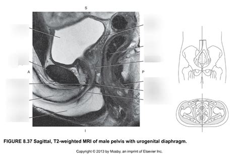 Sagittal Male Pelvis With Urogenital Diaphragm Diagram Quizlet