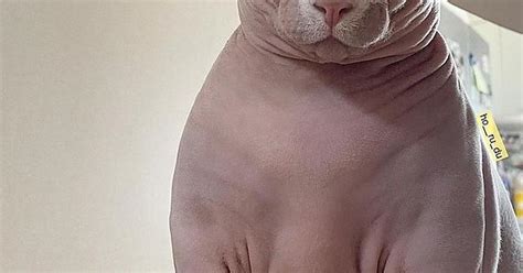 My Wife Likes Hairless Cats So I Steal These To Make Her Laugh Now They’re Yours Album On Imgur