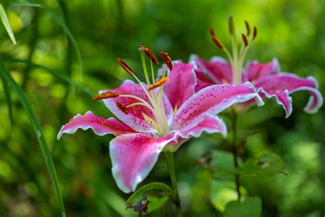Stargazer Lily Care How To Plant Grow And Help Them Thrive