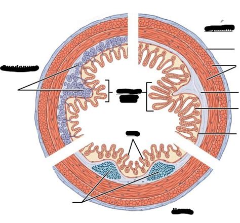 Small Intestine Cross Section Diagram Quizlet