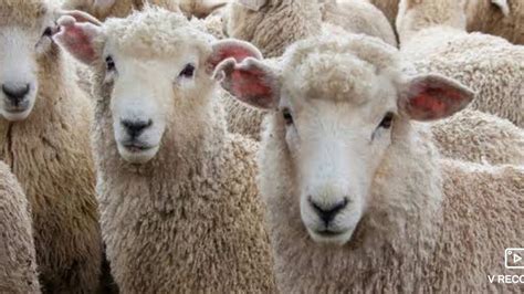 Day 13 Rearing And Breeding Of Sheepभेड़ का पालन पोषणउत्पादन Youtube