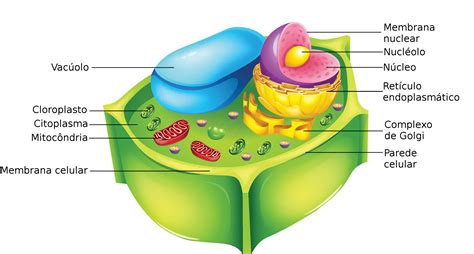 Célula Vegetal Biologia Celular Infoescola