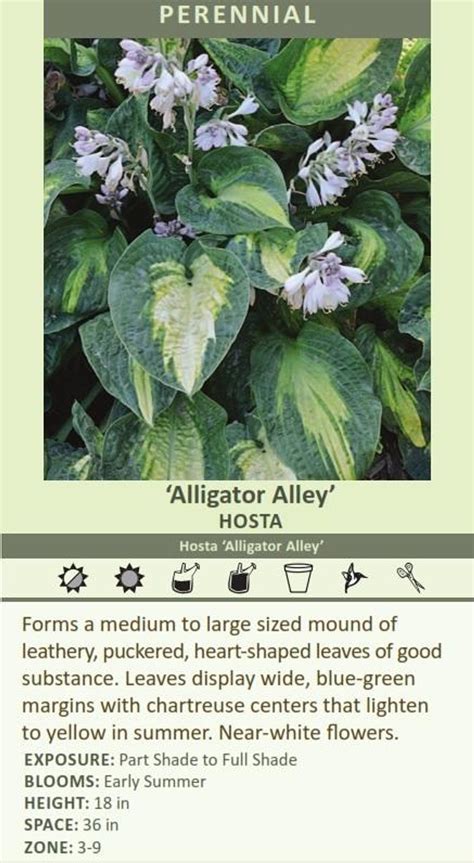 Hosta Alligator Alley Shipped From Grower To Your Door