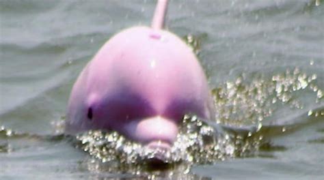 Bottlenose Dolphines On Amelia Island Are Not A Rare Sighting Amelia