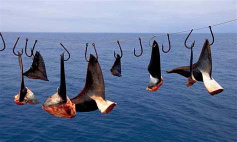 Canada Becomes First G7 Country To Ban Shark Fin Imports Canada The