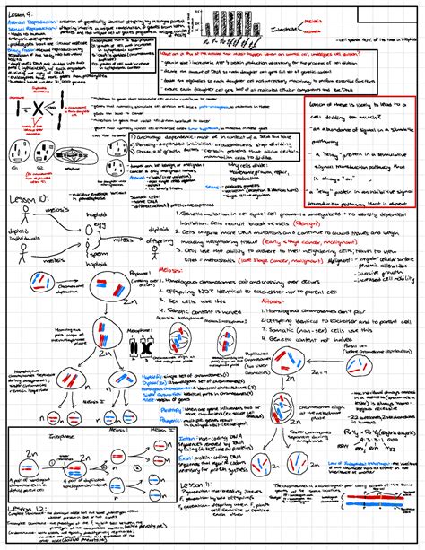 Exam 2 Cheat Sheet Lesson 9 47 T É F F F F Meiosis • Sexual Reproduction Offspring
