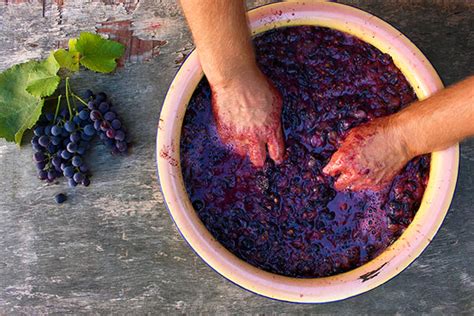 Make Wine From Homegrown Grapes Arizona Summerwinds