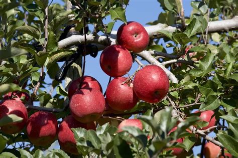 Fuji Apple Tree Plant Care And Growing Basics Water Light Soil