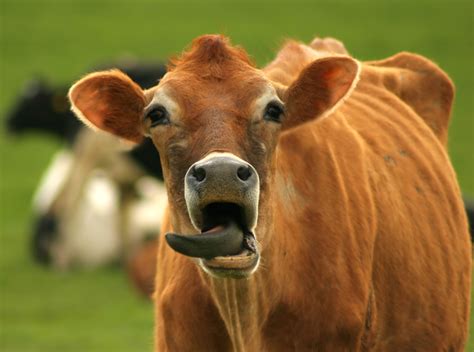 Cool Pictures Funny Cow Pictures Collection
