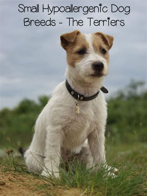 Small Hypoallergenic Dog Breeds Terriers Dogvills