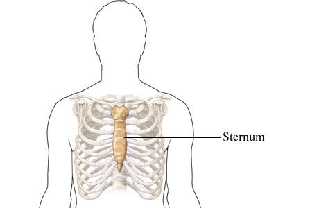 Sternum Breastbone Pain Causes Diagnosis And Treatments