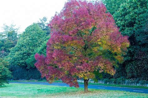 Fabulous Coloured Tree Photography 365 Color Tree
