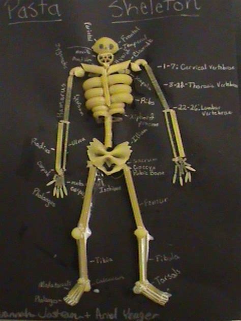 Long bone 3d model project. lessons on the different systems (With images) | Human ...