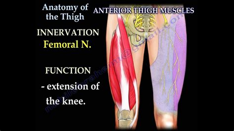 Muscles Of The Inner Thigh