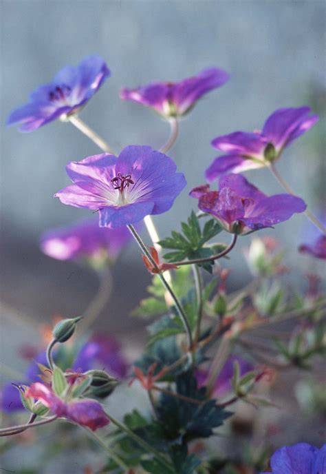 Geranium Rozanne Was Given The Rhs Award For Plant Of The Century In