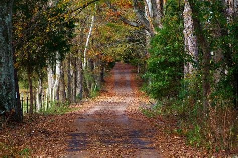 Nature Trees Road Wallpapers Hd Desktop And Mobile Backgrounds