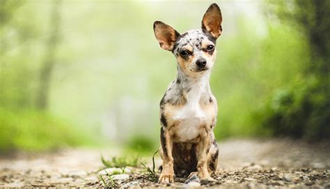 Here are just a few long hair dog breeds. Chihuahua (Smooth Coat) - Dog Breeds - Purina Australia