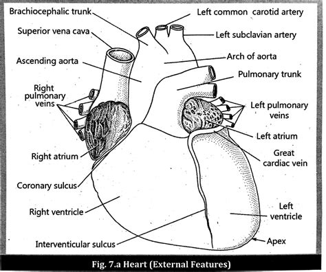 Human Heart Anatomy Internal And External Structure Merocourse