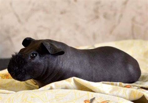 Hairless Guinea Pigs Are Like Mini Hippos Trulymind