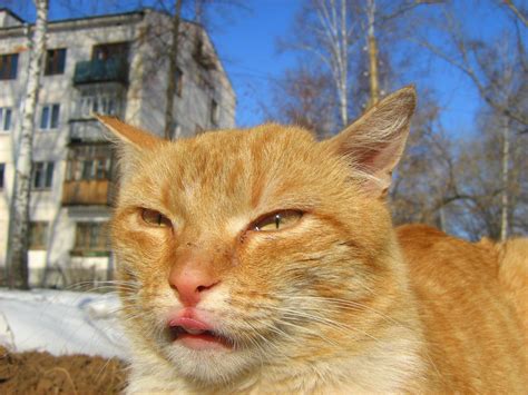 A woman in thailand claimed she accidentally dyed her white cat bright yellow while treating a fungal infection on its legs. Fire-Red Yellow-Eyed Cat — Russian Cats Pictures