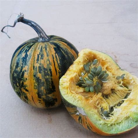 Due to the favorable climatic conditions of southern styria, this area is infested with a wide variety of invasive plant species. Styrian Pumpkin