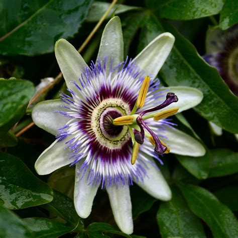 Passiflora Caerulea Constance Elliot Ltr Mypalmshop My Xxx Hot Girl