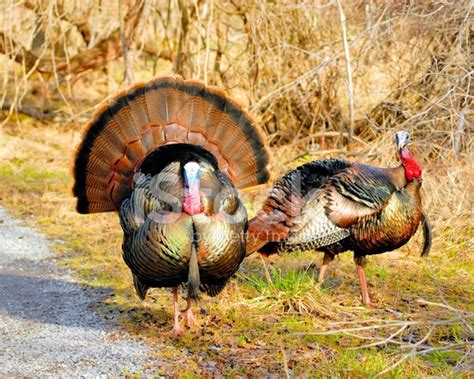 Wild Turkey Stock Photo Royalty Free Freeimages