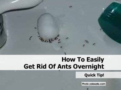 Maybe you would like to learn more about one of these? How To Easily Get Rid Of Ants Overnight | Rid of ants, Get ...