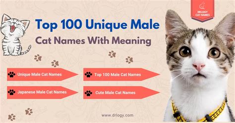 Top 100 Unique Male Cat Names With Meaning Drlogy Cat Names